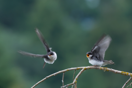 Tree swallows - December 9, 2018 - Vancouver, British Columbia, Canada