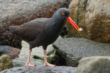 Black Oystercatcher- December 29, 2019 - Vancouver, British Columbia, Canada