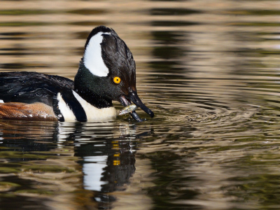 Hooded merganser - March 17, 2019 - Vancouver, BC, Canada