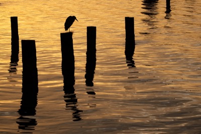 Great blue heron on Burrard Inlet - September 23, 2017 - Burnaby, British Columbia, Canada