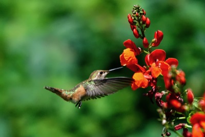 Rufous hummingbird - July 23, 2018 - Port Moody, British Columbia, Canada