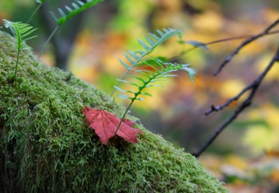 Fall on moss - September 30, 2017 - Burnaby, British Columbia, Canada