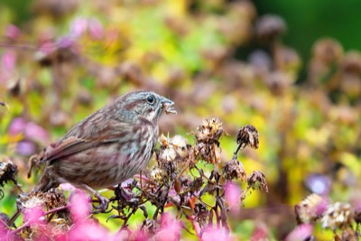 Song Sparrow - November 18, 2017 - Port Moody, British Columbia, Canada