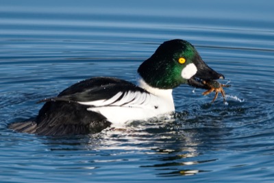 Common goldeneye with a crab - December 23, 2017 - Port Moody, BC, Canada