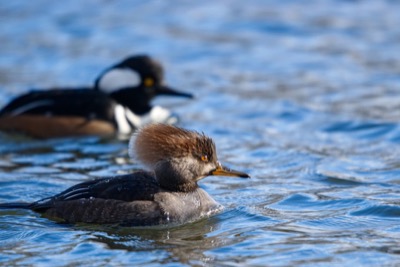 Hooded mergansers - February 25, 2018 - Coquitlam, BC, Canada