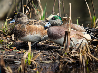 American wigeon - April 5, 2018 - Coquitlam, BC, Canada