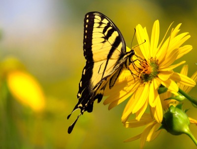 Swallowtail butterfly -August 10, 2015 - Madison, WI, USA