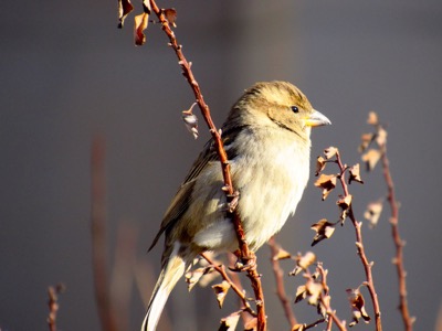 House Sparrow - March 14, 2015 - Madison, WI, USA