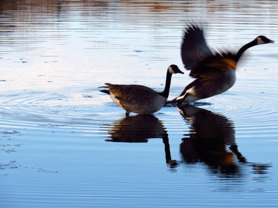 Canada Geese in water  - March 31, 2015 - Madison, WI, USA