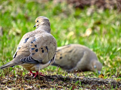 Mourning Doves - April 3, 2015 - Madison, WI, USA