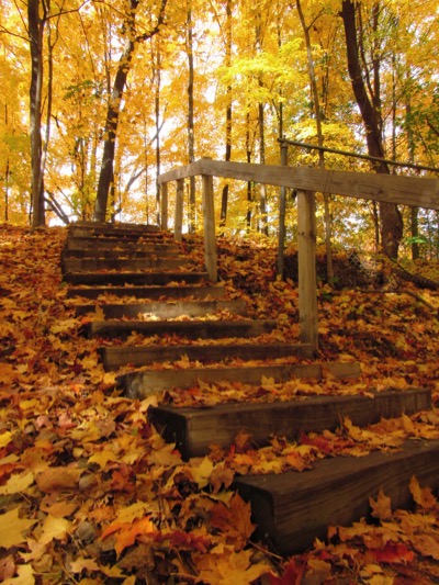 Autumn descending - October 25, 2015 - Madison, WI, USA