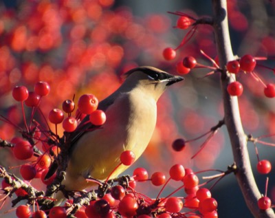 Berry constellation - November 9, 2015 - Madison, WI, USA