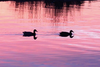 Swimming in spring - April 14, 2015 - Madison, WI, USA