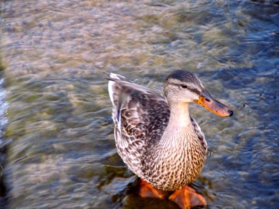 Mallard - September 27, 2014 - Madison, WI, USA