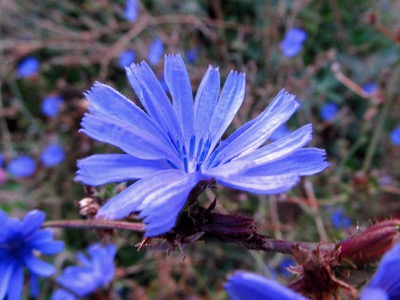 Blooming in a dream - September 30, 2014 - Madison, WI, USA