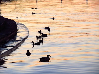 Ducks at dusk - October 11, 2014 - Madison, WI, USA