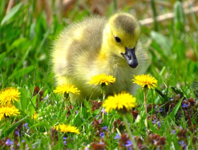 Gosling amid flowers - May 2, 2015 - Madison, WI, USA