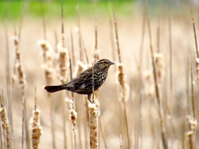 Red-Winged Blackbird amid cattails - May 8, 2015 - Madison, WI, USA