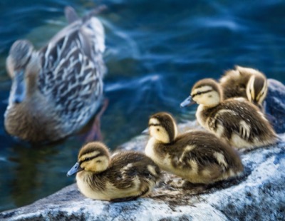 Mallard ducklings - May 29, 2016 - Madison, WI, USA