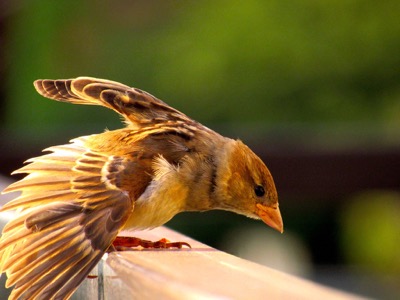 Sparrow feathers - July 14, 2015 - Madison, WI, USA